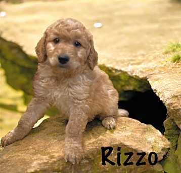 Photo of Rizzo