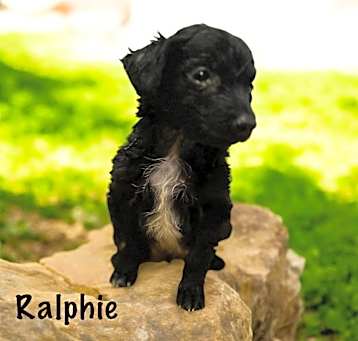 Photo of Ralphie