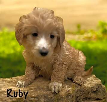 Photo of Ruby