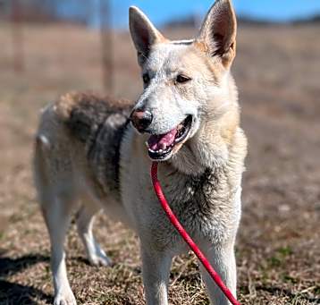 Photo of Apollo