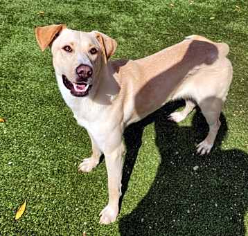 Photo of Darcy 5138