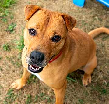 Photo of Sampson