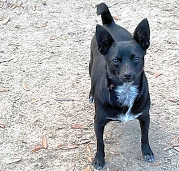 Photo of Diamond