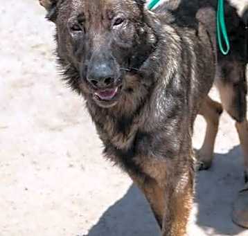 Photo of Nitro
