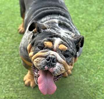 Photo of Duke