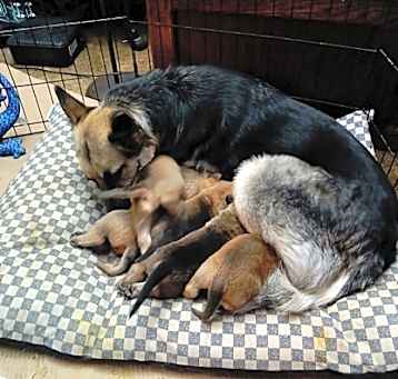 Photo of Puppies