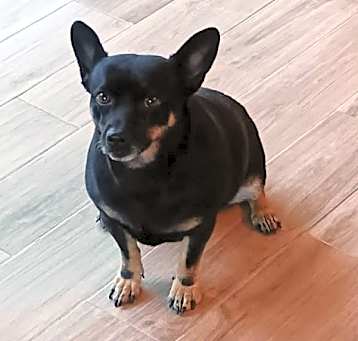 Photo of Indago