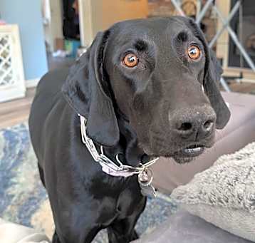 Photo of Nala