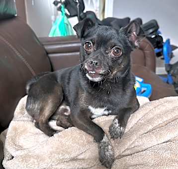 Photo of Jalapeno
