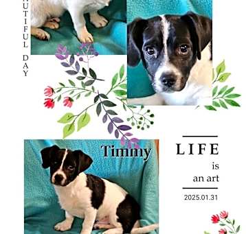 Photo of Timmy