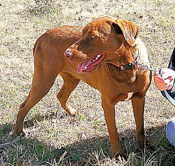 Photo of KONA