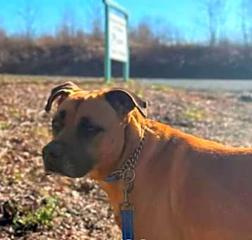 Photo of Buddy