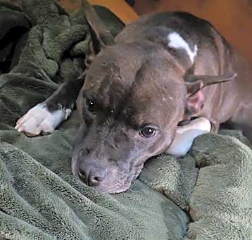 Photo of Precious