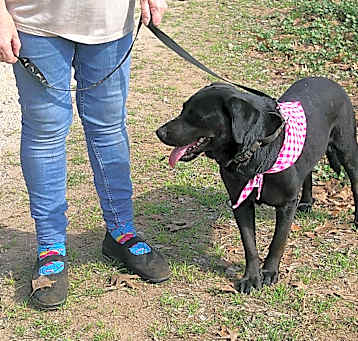 Photo of RAVEN (Lab)
