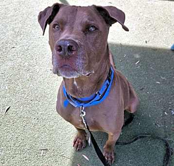 Photo of CHICO