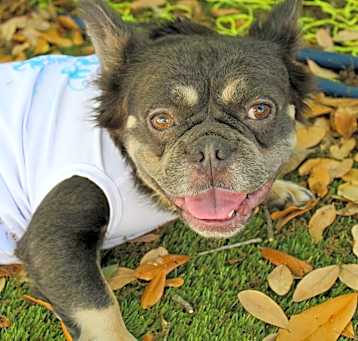 Photo of Layla
