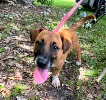 Photo of Rusty