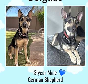 Photo of DELGADO  – 3 YR GERMAN SHEPHER