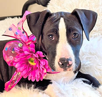 Photo of Laya