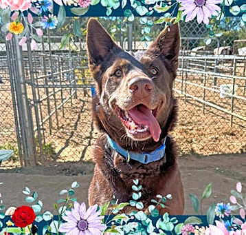 Photo of CHARLIE BROWN