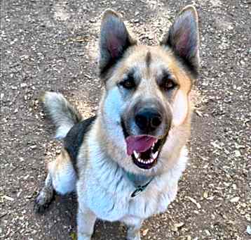 Photo of HACHI