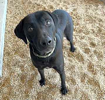 Photo of Chester (Tizzy)