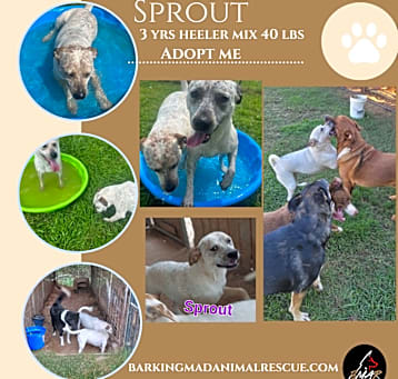 Photo of Sprout