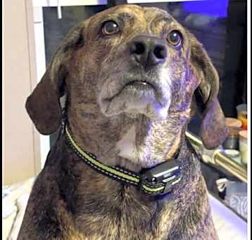 Photo of Shiloh