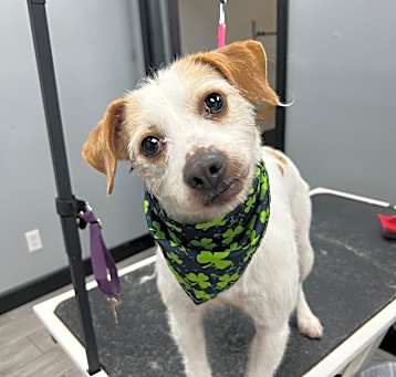 Photo of Rusty