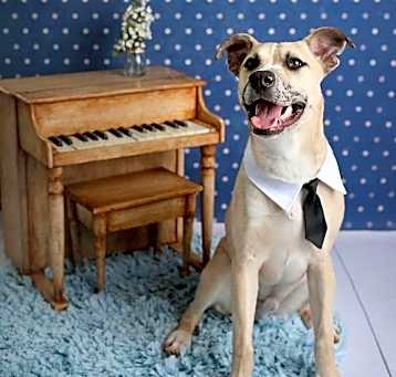 Photo of Mozart
