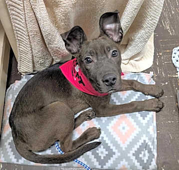 Photo of Cinder
