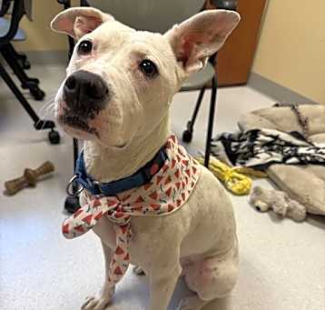 Photo of 178334 Abba (Off Site Foster)