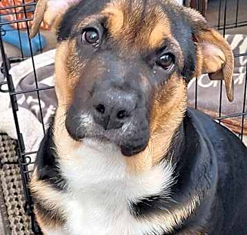 Photo of 50 Cent - Adoption Pending!