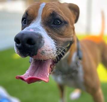 Photo of Donut