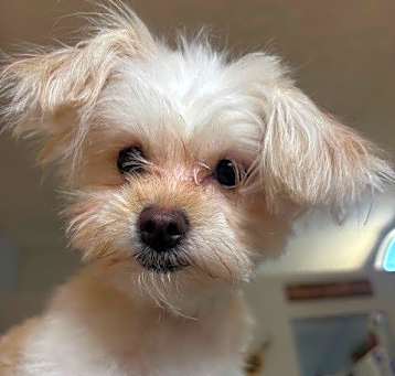 Photo of Marlowe-OS