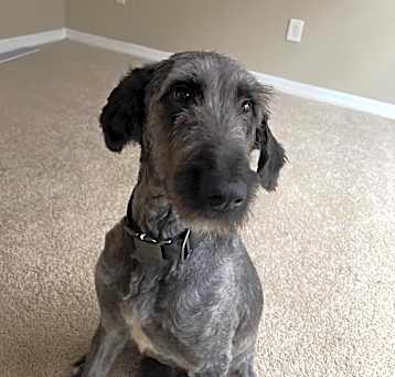Photo of Onyx