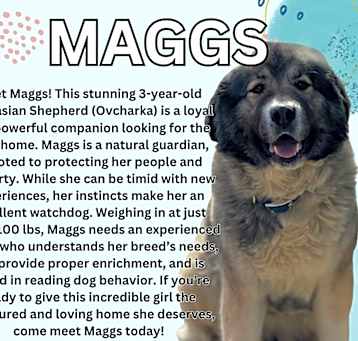 Photo of Maggs