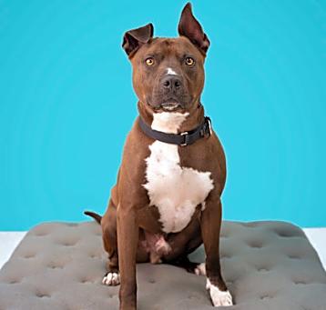 Photo of Royal