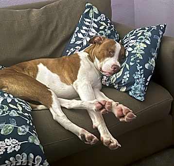 Photo of Obi