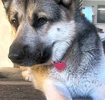 Photo of Poncho