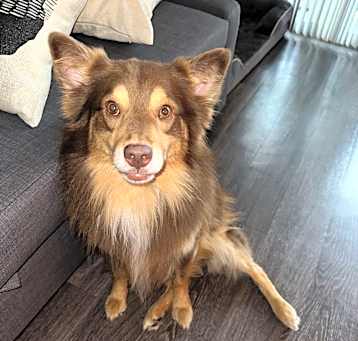 Photo of Goose