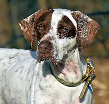 Photo of Elvis- Foster Home Needed