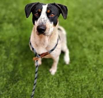 Photo of Bark Twain