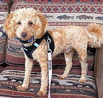 Photo of Augie