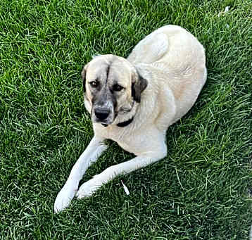 Photo of Lulu