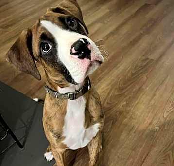 Photo of Winston