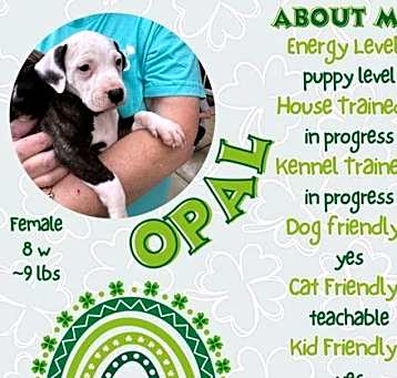 Photo of Opal