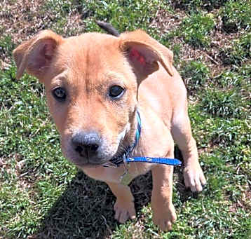 Photo of Fudge