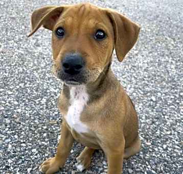 Photo of Caramel