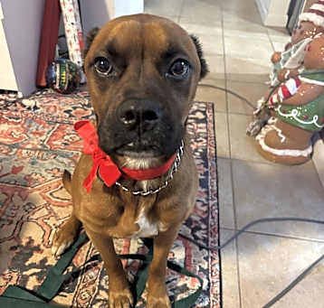 Photo of Scooby